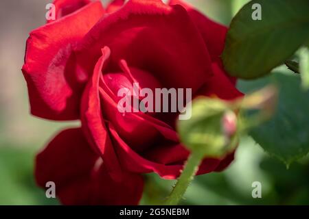 Photo macro de rose rouge dans un jardin, espace copie Banque D'Images