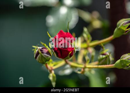Photo macro de rose rouge dans un jardin, espace copie Banque D'Images