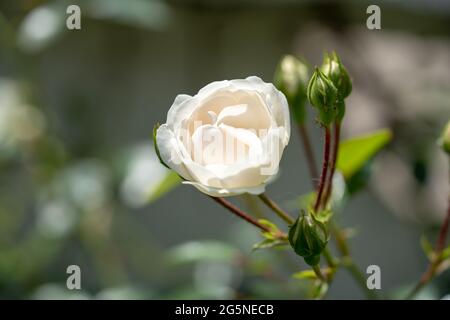 Photo macro de rose blanche dans un jardin, espace copie Banque D'Images
