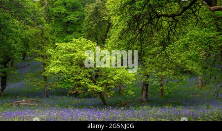 Kinclaven Bluebell Woods, Perthshire, Écosse, Royaume-Uni Banque D'Images