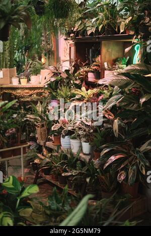 Image de plantes vertes exotiques et de belles fleurs sur les étagères dans le jardin botanique Banque D'Images