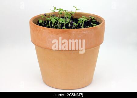 Pousses de basilic dans un pot en céramique sur fond blanc. Prise de vue en studio. Banque D'Images