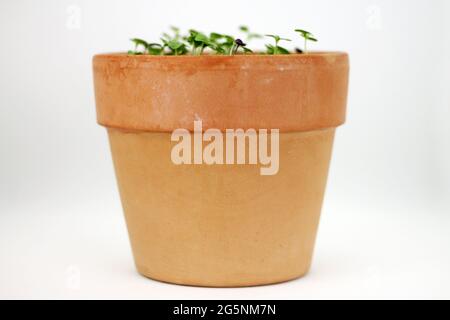 Pousses de basilic dans un pot en céramique sur fond blanc. Prise de vue en studio. Banque D'Images