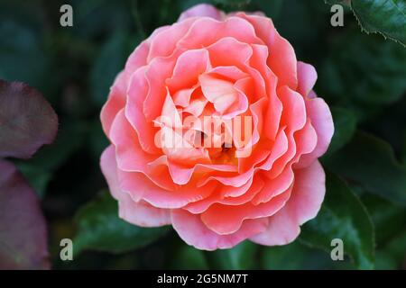 Rose fraîche dans un jardin rapproché. Banque D'Images