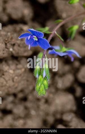 Veronica agrestis fleurit dans le jardin Banque D'Images