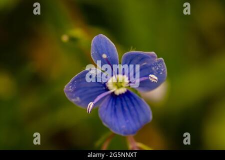 Veronica agrestis fleurit dans le jardin Banque D'Images