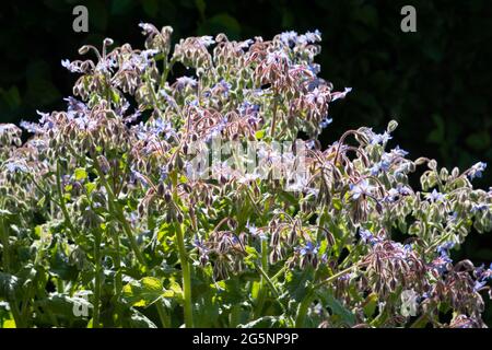 plantes d'étoiles avec beaucoup de fleurs ouvertes bleues et bourgeons de fleurs très bon pour les abeilles herbe de jardin Banque D'Images