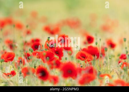Coquelicots dans le domaine de l'orge - Écosse, Royaume-Uni Banque D'Images