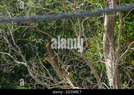 un kingfisher (Tobdiramphus chloris) est un oiseau qui mange du crabe sur une branche d'arbre, devant un fond de feuillage vert. Endau, Malaisie Banque D'Images