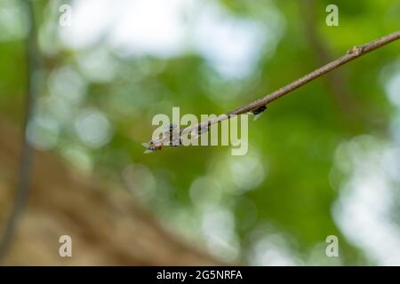 Un groupe de mouches vertes communes assis ou perching sur une branche. Photo commune de l'insecte de mouche de la mouche verte en été Banque D'Images