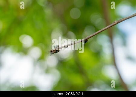 Un groupe de mouches vertes communes assis ou perching sur une branche. Photo commune de l'insecte de mouche de la mouche verte en été Banque D'Images