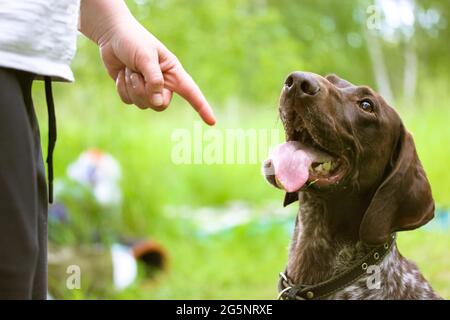 Femme formant un chien dans le parc. Formation d'obéissance. Le propriétaire enseigne les commandes d'un chien en pointant le doigt où s'asseoir. Magnifique brun obéissant pur-sang Banque D'Images