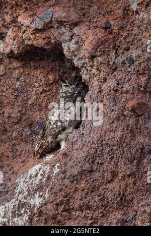Cape Eagle-hibou - Bubo capensis, magnifique grand hibou des aigles des terres boisées, des forêts et des hautes terres africaines, montagnes Simien, Éthiopie. Banque D'Images
