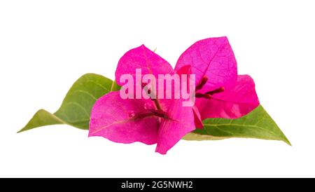 Fleurs de bougainvilliers isolé sur fond blanc Banque D'Images