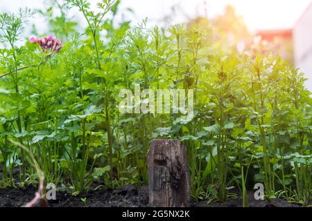 Jardinage et agriculture concept coriandre récolte. Production végétarienne de produits alimentaires maison. Banque D'Images