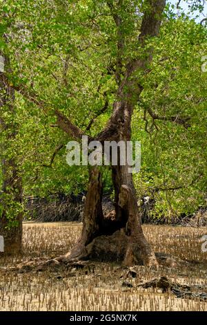 Grand vieux arbre dans la forêt de mangroves entouré de pneumatophores et de racines aériennes. Grand trou sur le tronc de l'arbre, Malaisie Banque D'Images