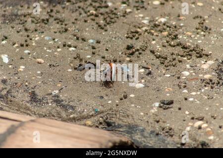 Gros plan d'un crabe de mangrove sur un sol boueux de baie saline en Malaisie. Faune et flore asiatiques Banque D'Images