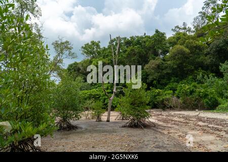 Un mangrove mort dans la forêt tropicale de mangrove pendant la période de marée basse, Endau, Malaisie Banque D'Images