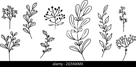 Ensemble d'éléments floraux dessinés à la main, de plantes et de branches d'oodle sur un fond blanc. Éléments de conception esqutifs. Illustrations vectorielles. Illustration de Vecteur