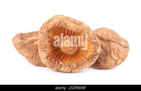 Champignons shiitake séchés, isolés sur fond blanc. Champignons de la forêt japonaise. Lentinula edodes. Gros plan. Banque D'Images