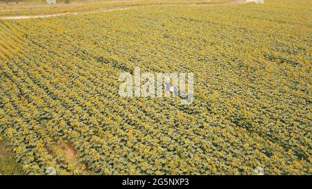 29 juin 2021, Binzhou, Binzhou, Chine : 28 juin, 2021, Binzhou, Shandong. Dans le village de Chujia, Binzhou City, plus de 100 hectares de tournesols coplantés dans le village sont ouverts au soleil, attirant un grand nombre de touristes à venir voir les fleurs. (Image crédit: © SIPA Asia via ZUMA Wire) Banque D'Images