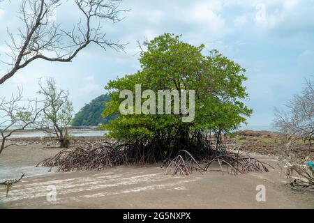 Mangrove solitaire unique sur la plage de la forêt de mangroves déboisée pendant la période de marée basse, Endau, Malaisie Banque D'Images