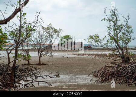 Paysage de forêt de mangroves deboisée vue sur fond d'île de marée basse et de pierre rocheuse, Endau, Malaisie Banque D'Images