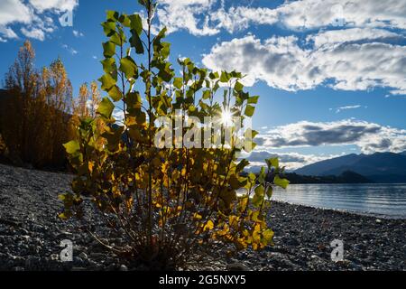 Arbre d'automne rétroéclairé par le soleil de l'après-midi sur la rive du lac Wanaka, île du Sud Banque D'Images