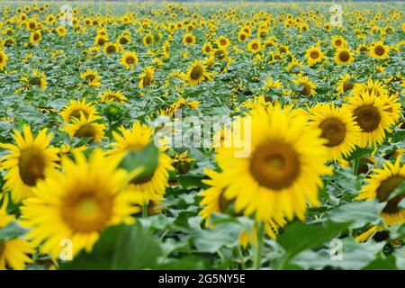 29 juin 2021, Binzhou, Binzhou, Chine : 28 juin, 2021, Binzhou, Shandong. Dans le village de Chujia, Binzhou City, plus de 100 hectares de tournesols coplantés dans le village sont ouverts au soleil, attirant un grand nombre de touristes à venir voir les fleurs. (Image crédit: © SIPA Asia via ZUMA Wire) Banque D'Images