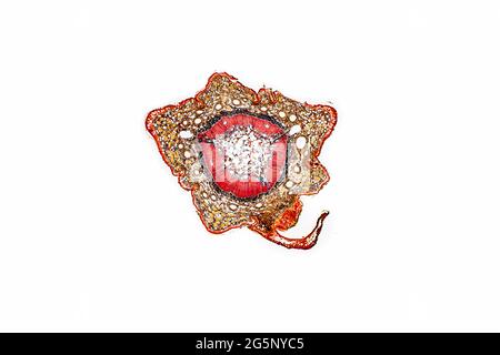 Section transversale de la tige de pin , avec disposition monocot typique des faisceaux vasculaires. Banque D'Images