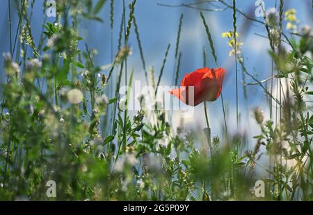 Gros plan sur les fleurs de pavot sauvages sur le terrain d'été Banque D'Images