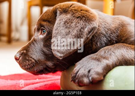 Images mignonnes d'un chiot de laboratoire de chocolat dans une salle de devant Banque D'Images