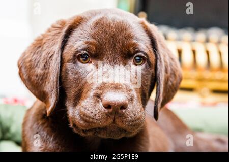 Images mignonnes d'un chiot de laboratoire de chocolat dans une salle de devant Banque D'Images