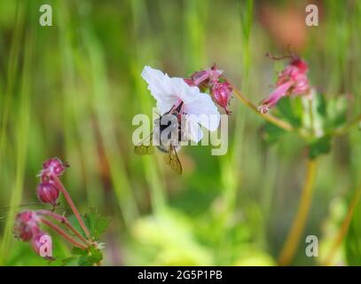 Une abeille (bombus; espèce exacte incertaine) utilisant sa longue langue pour rassembler le nectar d'une fleur blanche, Rock Crane's-Bill (Geranium macrorhizum) Banque D'Images