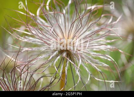 La tête de semis à plumes blanches d'Anemone rubra, également connue sous le nom de Pulsatilla rubra Banque D'Images