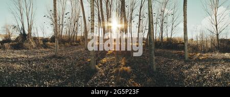 Résumé fond nature.la pelouse et des arbres forestiers en détail ou park.Sunset forest paysage. Banque D'Images