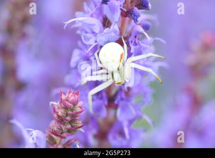 Une petite araignée de crabe à fleurs blanches (Misumena vatia) attendant de capturer une abeille sur des fleurs de salvia nemorosa bleu-violet Banque D'Images