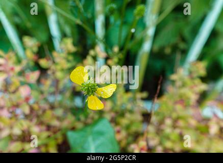 Trois pétales restants sur une belle coupe de beurre jaune vif (Ranunculus acris) Banque D'Images