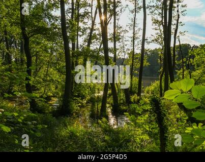 Treplin, Allemagne. 28 juin 2021. Le soleil bas brille à travers un écart entre les troncs d'aulne croissant dans un marais sur la rive du lac Trepliin. Credit: Patrick Pleul/dpa-Zentralbild/ZB/dpa/Alay Live News Banque D'Images