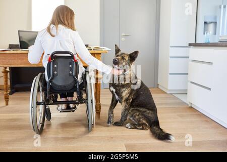 Une femme handicapée en fauteuil roulant travaille sur un ordinateur portable dans le bureau à domicile avec un chien d'assistance comme animal de compagnie Banque D'Images