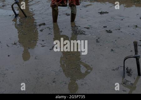 Lalitpur, Népal. 29 juin 2021. Les agriculteurs népalais labourent un rizières pour la plantation de riz pendant le festival de Ropai célébré le mois d'Asar Pandhra, à la périphérie de Katmandou, au Népal, le mardi 29 juin 2021. Crédit: Skanda Gautam/ZUMA Wire/Alay Live News Banque D'Images