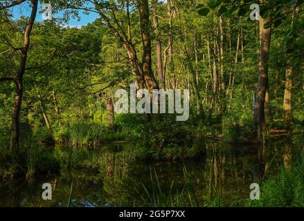 Treplin, Allemagne. 28 juin 2021. Le soleil brille sur les alders qui grandissent dans une zone marécageuse sur la rive du lac Treplin. Credit: Patrick Pleul/dpa-Zentralbild/ZB/dpa/Alay Live News Banque D'Images