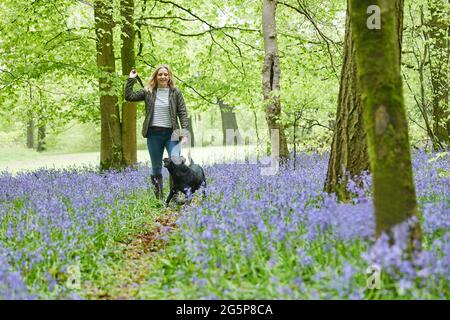 Une femme mûre jette un bâton pour le chien noir du Labrador lors de la promenade printanière à travers les Bluebells dans la campagne Banque D'Images