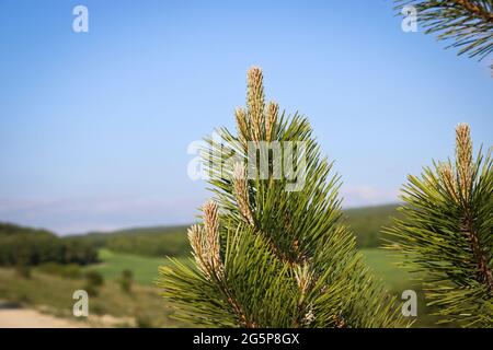 Les jeunes pousses du pin autrichien (Pinus nigra) est un grand conifères à feuilles persistantes. Banque D'Images
