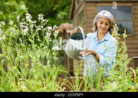 Femme mature dans le jardin à la maison arroser les légumes dans les lits surélevés Banque D'Images