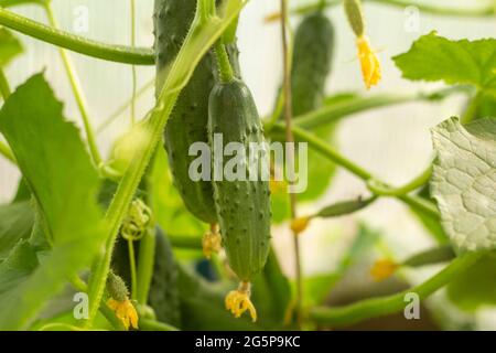 Les jeunes concombres biologiques poussent dans le jardin.légumes en pleine croissance.récolte fraîche Banque D'Images