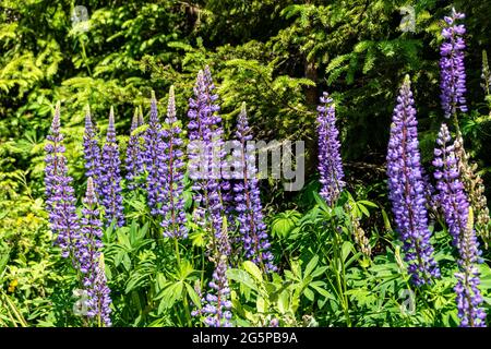 Fleurs sauvages de lupins (Lupinus polyphyllus) à côté d'un sentier de randonnée à Salzbourg en Autriche Banque D'Images