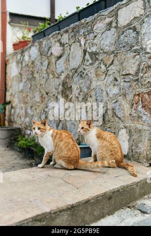 Deux chats au gingembre identiques sont assis sur le sol Banque D'Images