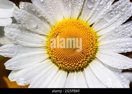 Belle fleur de Marguerite Oxeye avec rosée du matin Banque D'Images