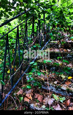 Escaliers envahis par une végétation luxuriante, photographie conceptuelle, France Banque D'Images